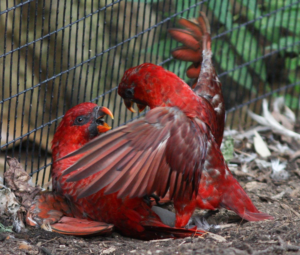 Lori kardinálsky - Chalcopsitta cardinalis